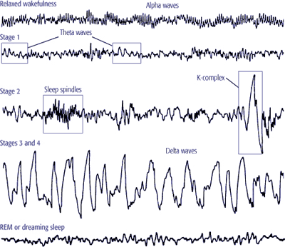 Psychology Of Consciousness & Sleep